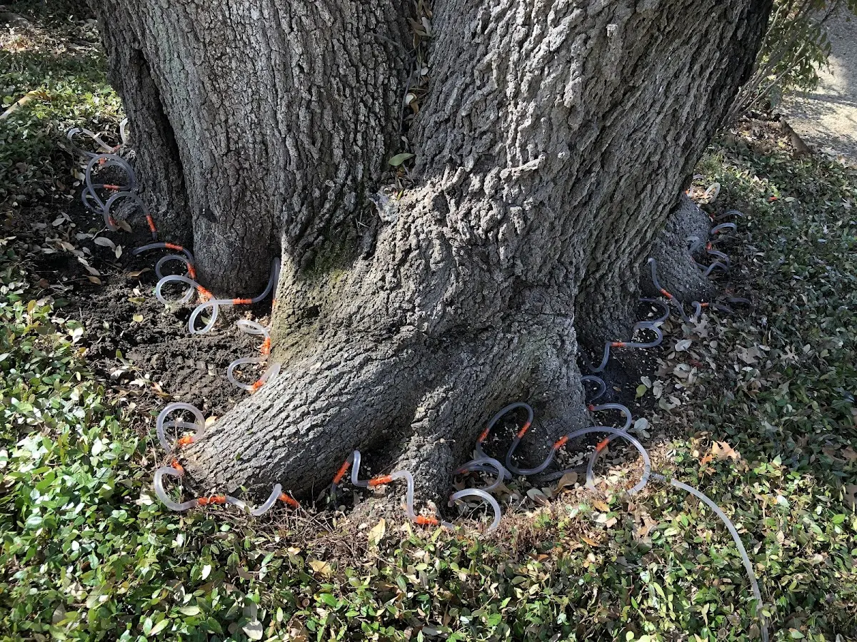Detailed Tree Cabling and Bracing job site in Milligan College