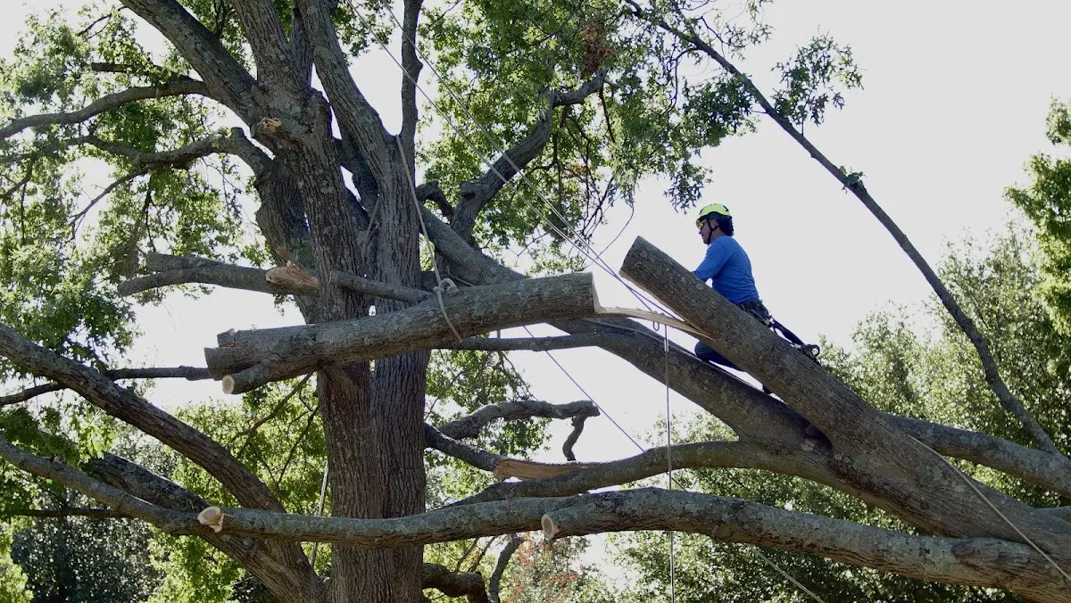 Professional Hazardous Tree Removal performed by certified arborists in Milligan College