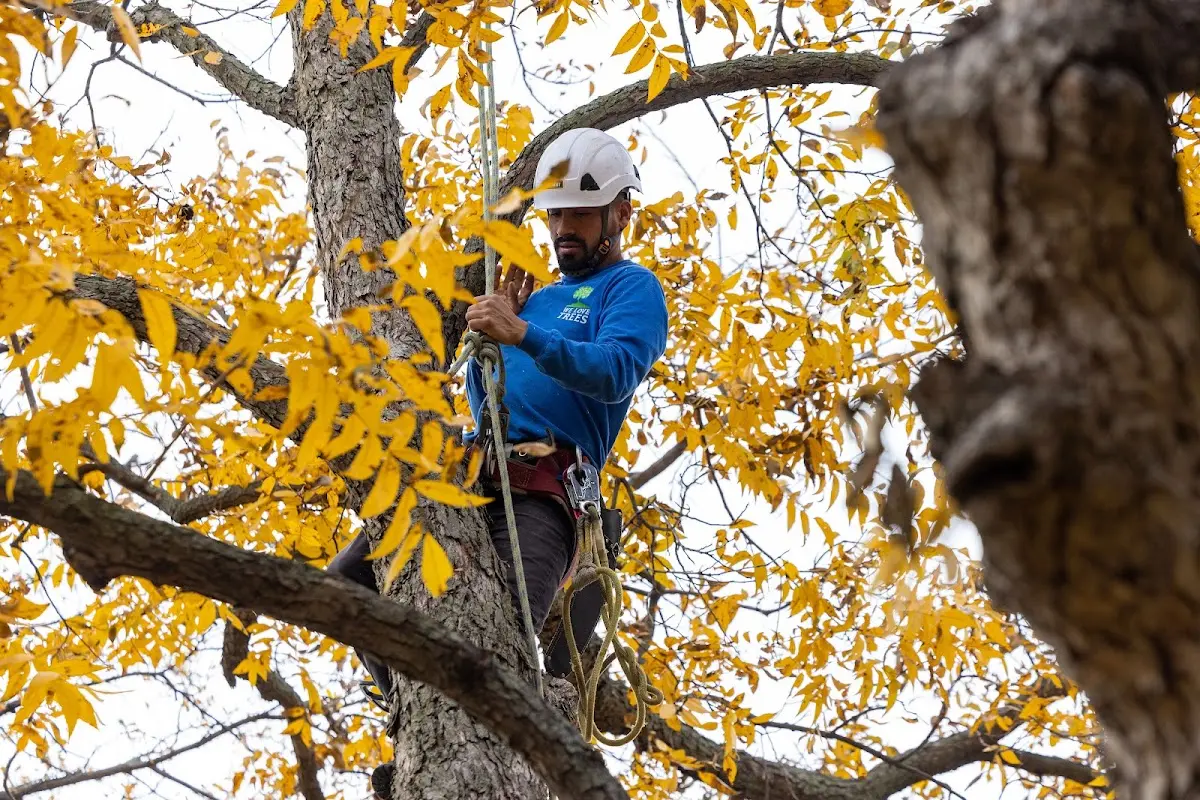 Skilled Tree Pruning crew working in Milligan College