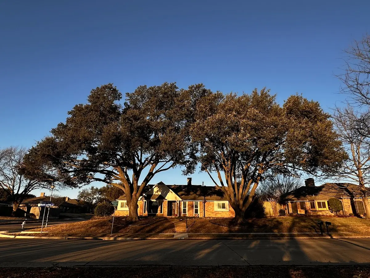 Established residential canopy tree shading a home in Milligan College